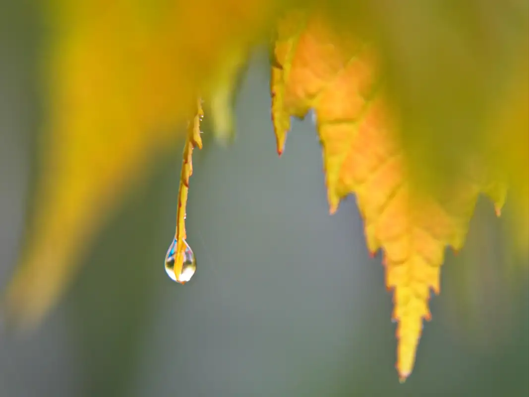 Passato dell'acqua
